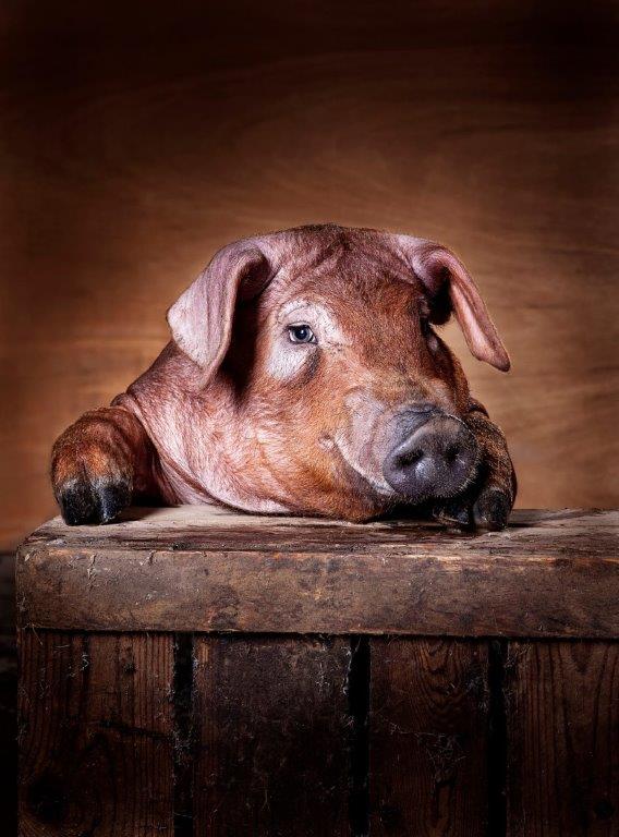 Durocs-1